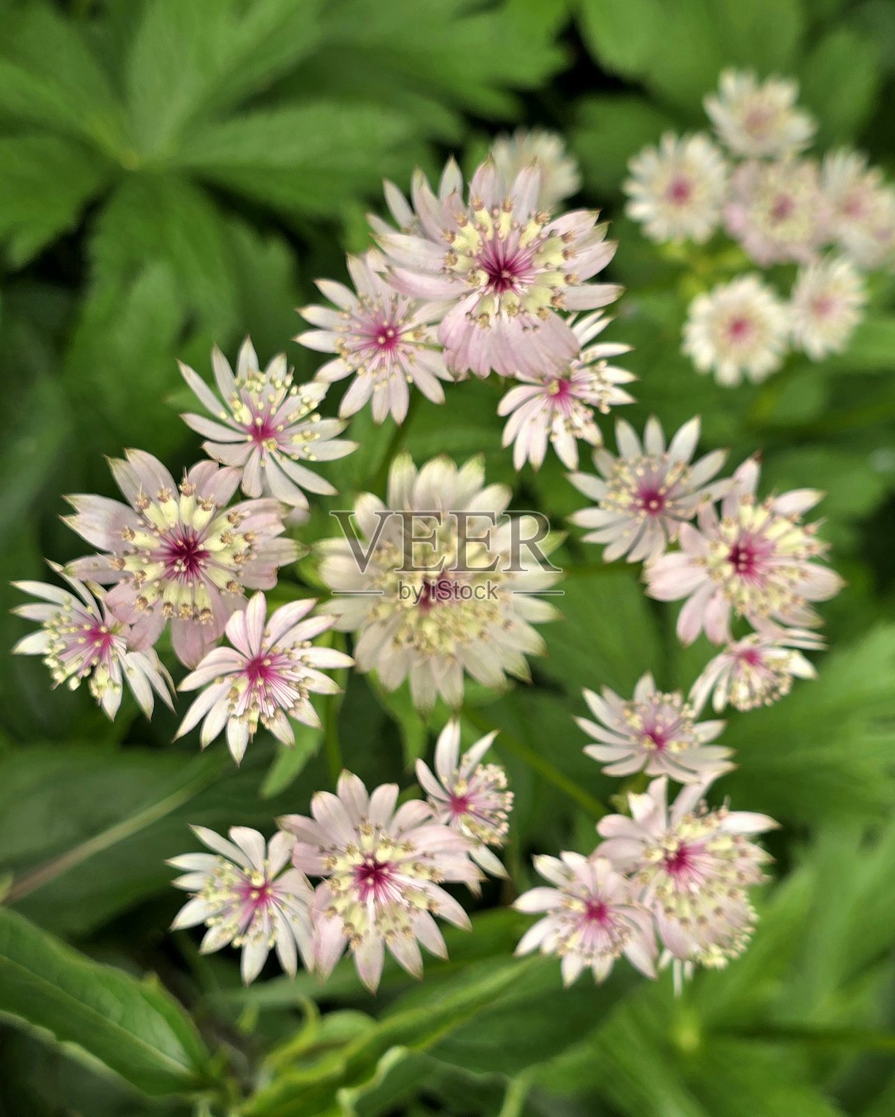 2025年6月4日，温哥华格兰维尔岛附近的法尔斯溪海堤绿道上的花朵，位于萨特克利夫公园。照片摄影图片