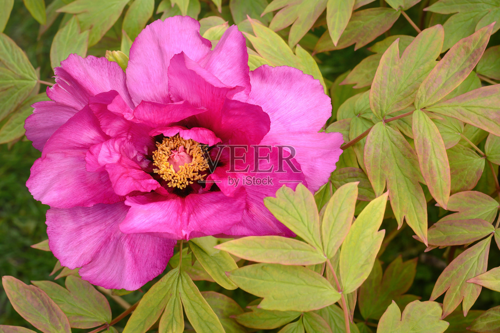 紫红色牡丹花与黄色花蕊，背景为绿色，户外，横向格式照片摄影图片