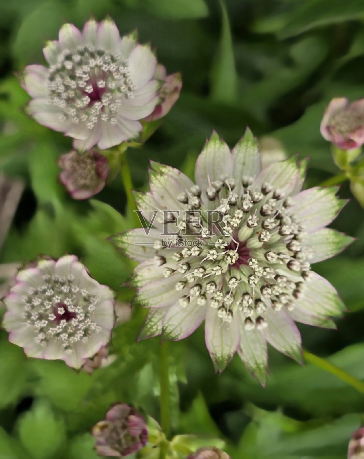 2025年6月4日，温哥华格兰维尔岛附近的法尔斯溪海堤绿道上的花朵，位于萨特克利夫公园。照片摄影图片