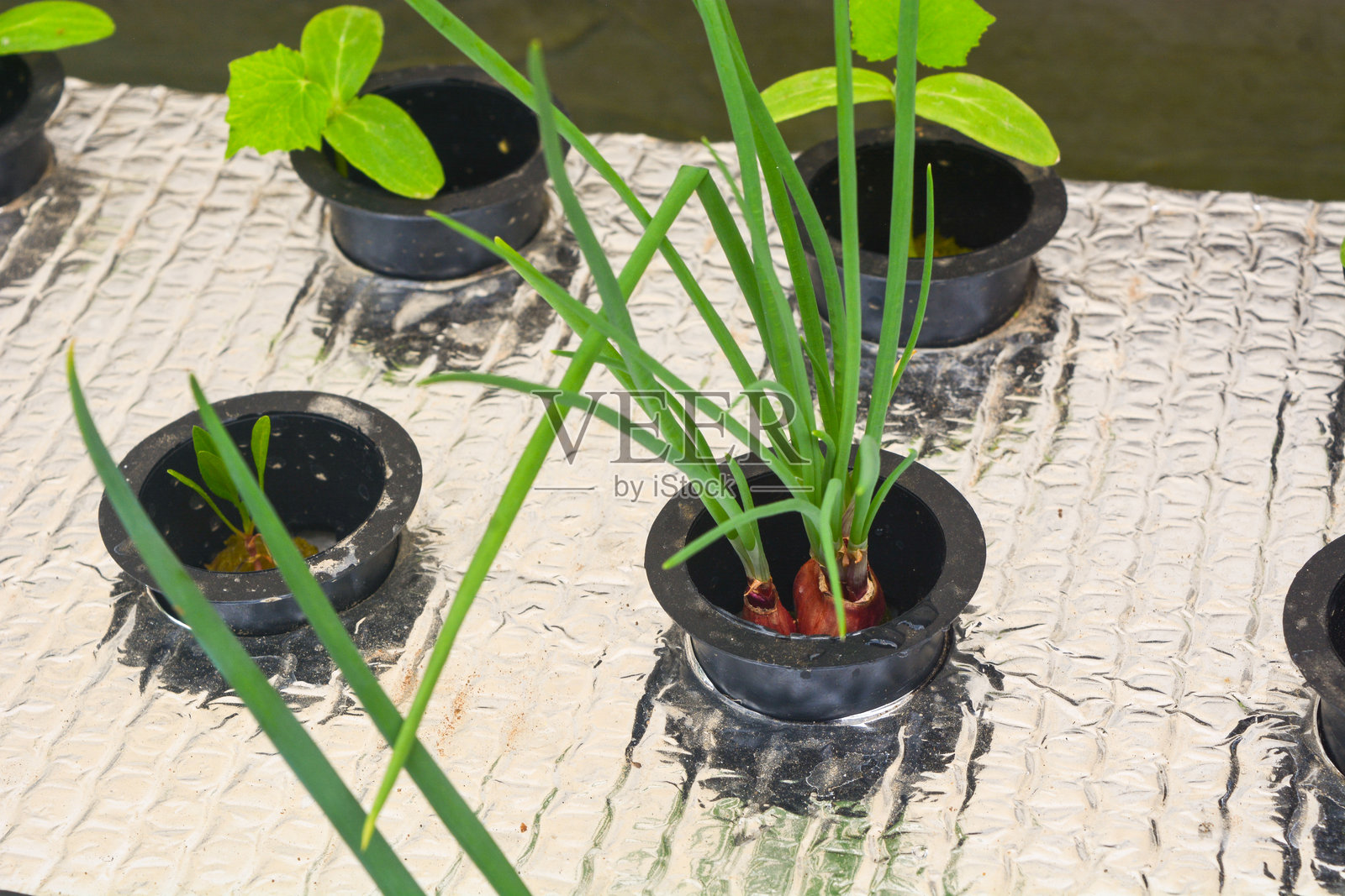 水培装置中网状花盆里的植物特写，位于鱼塘上方照片摄影图片