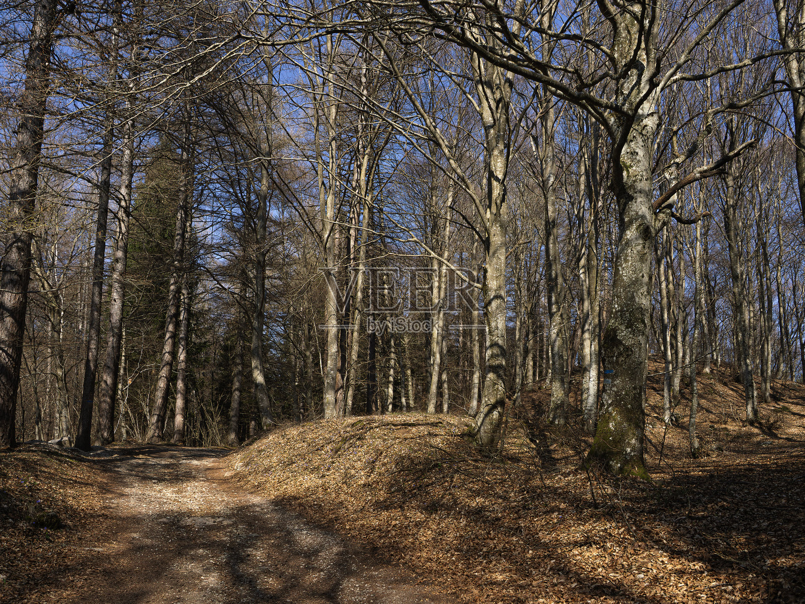 在树林里照片摄影图片