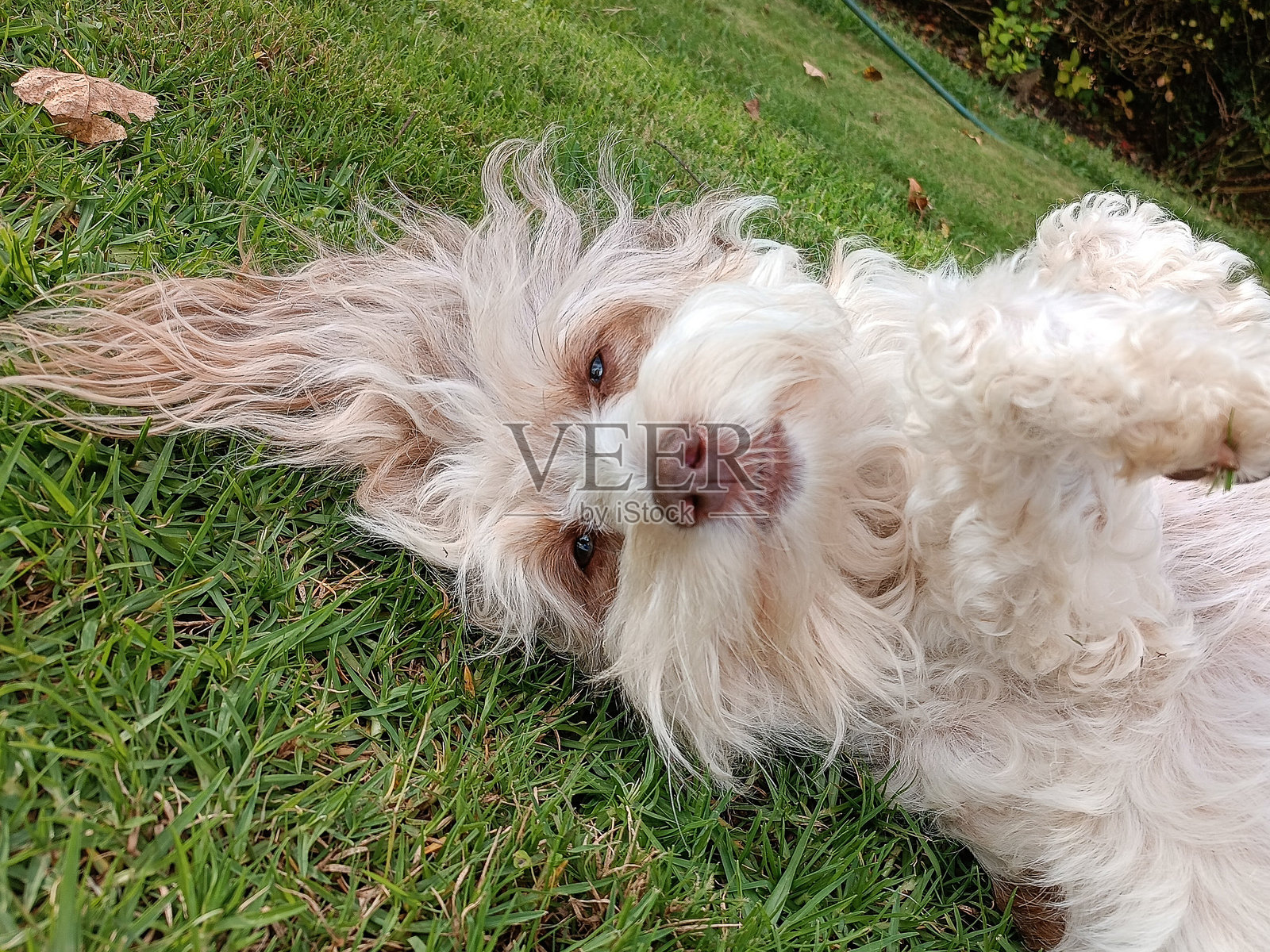 户外与我们的拉布拉多犬拍摄。她喜欢户外散步，也喜欢游泳。照片摄影图片