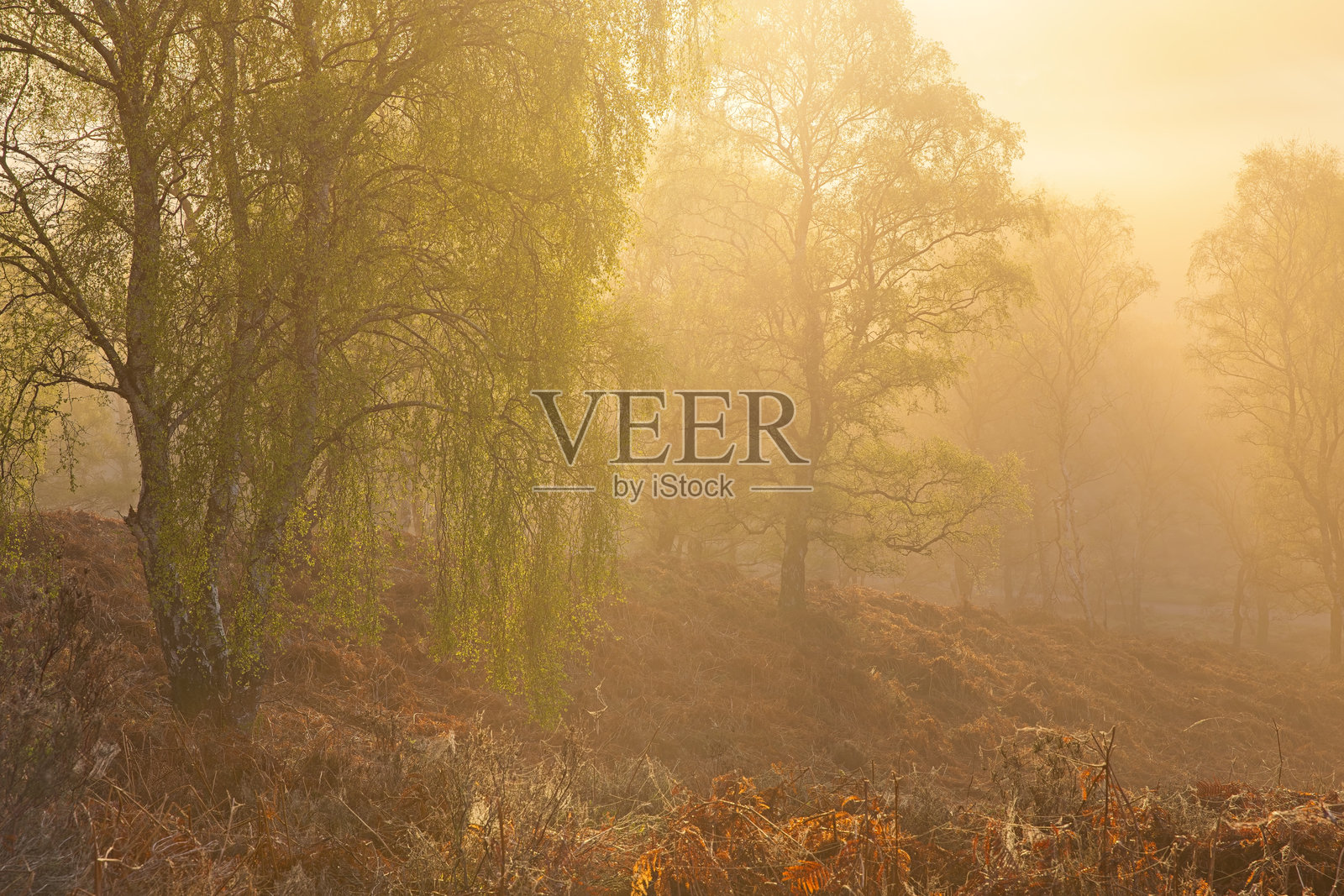 坎诺克追逐的晨雾照片摄影图片