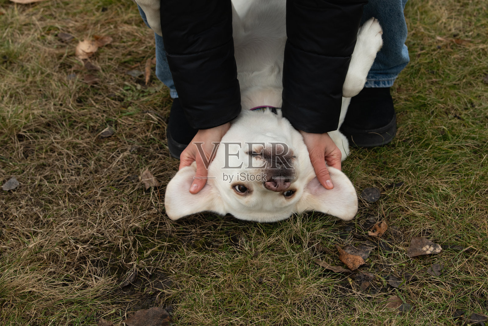 一只快乐的狗被主人顽皮地倒提着，享受着在绿色草地上的时刻。这个场景捕捉了陪伴和乐趣的本质。照片摄影图片