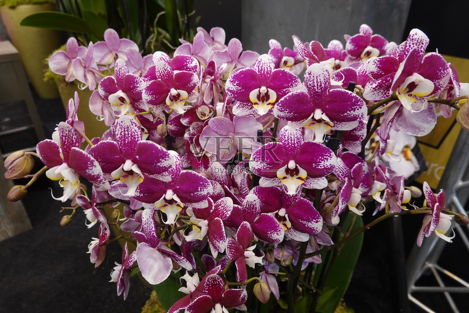 盛开的紫色和白色蝴蝶兰形成了生动的展示照片摄影图片