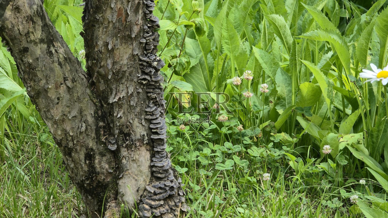 树干上长满真菌，周围是野生三叶草和绿色植物，置身于自然森林环境中照片摄影图片