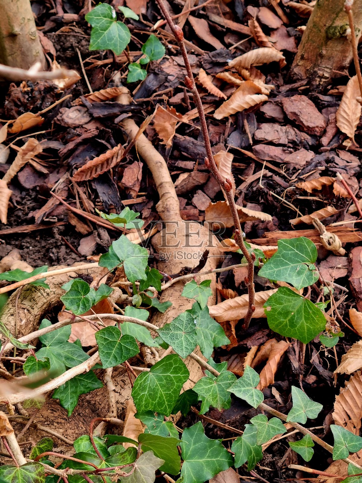 美丽的自然，风景，野生自然照片摄影图片