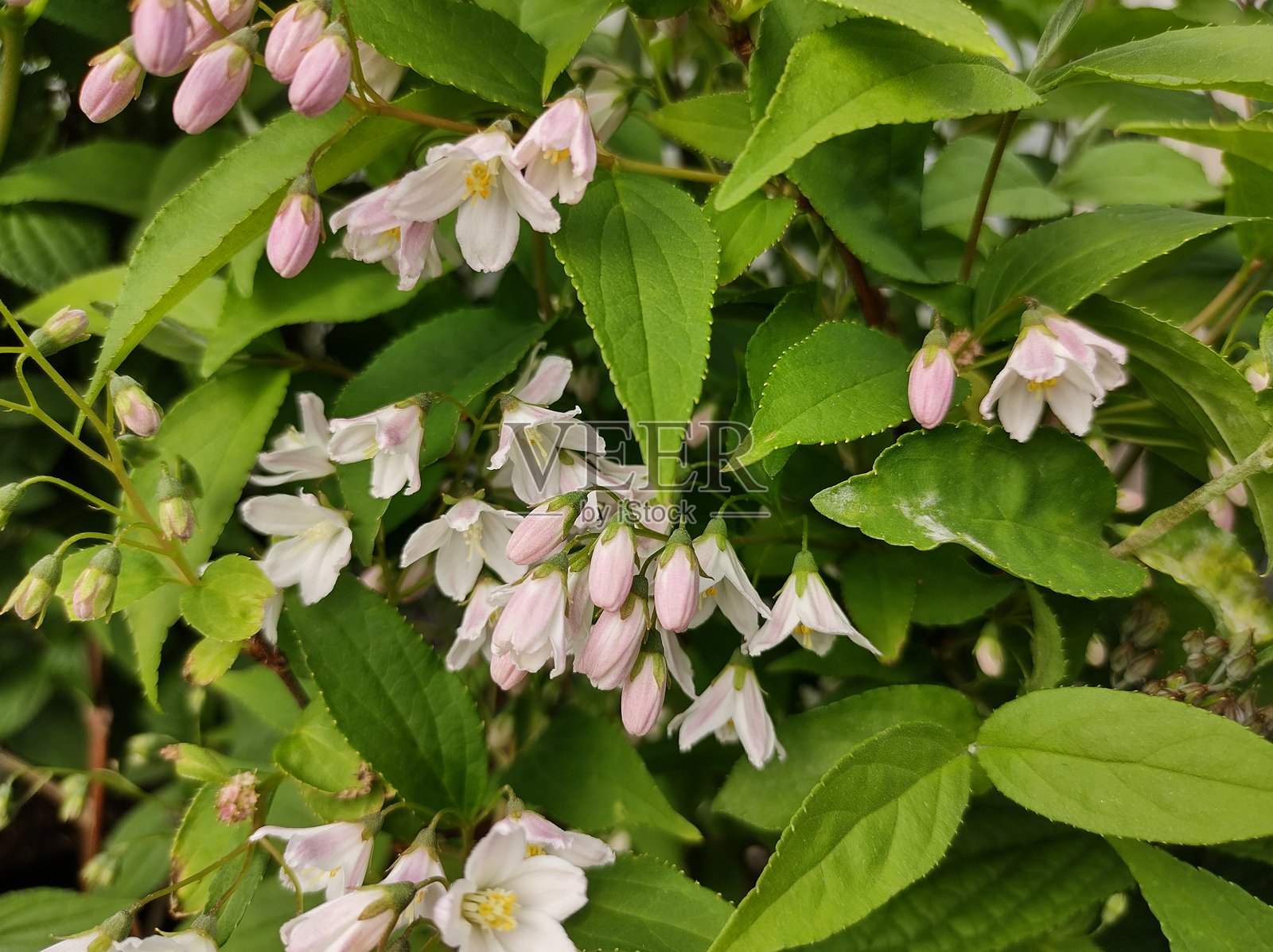 德克斯花 '蒙特罗斯'照片摄影图片