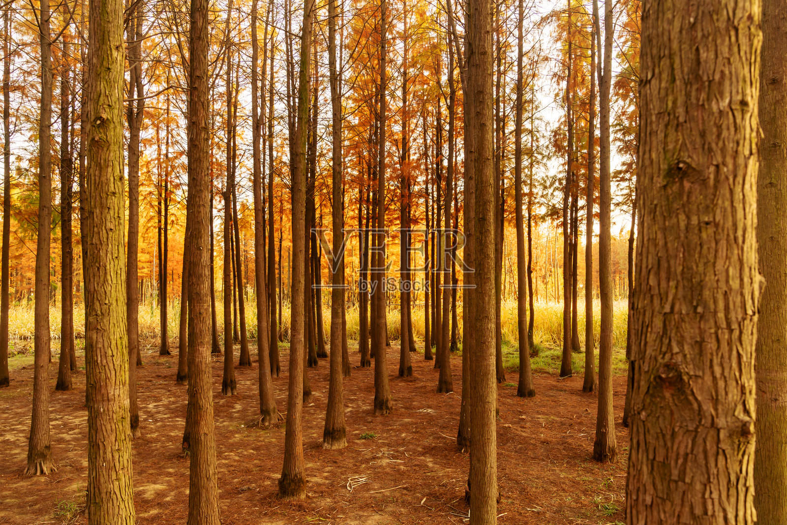 美丽多彩的秋季森林风景照片摄影图片