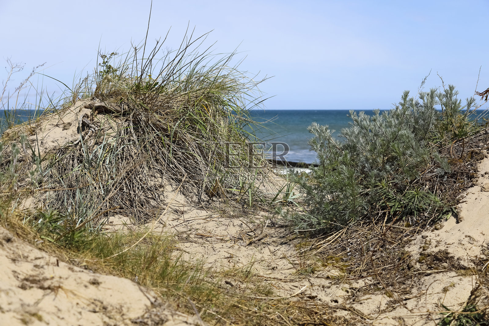 波兰米尔诺的波罗的海海岸沙丘上生长着多种植物。照片摄影图片