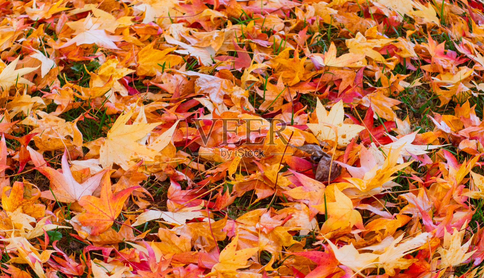 秋季壁纸，展现这个美丽季节的色彩照片摄影图片