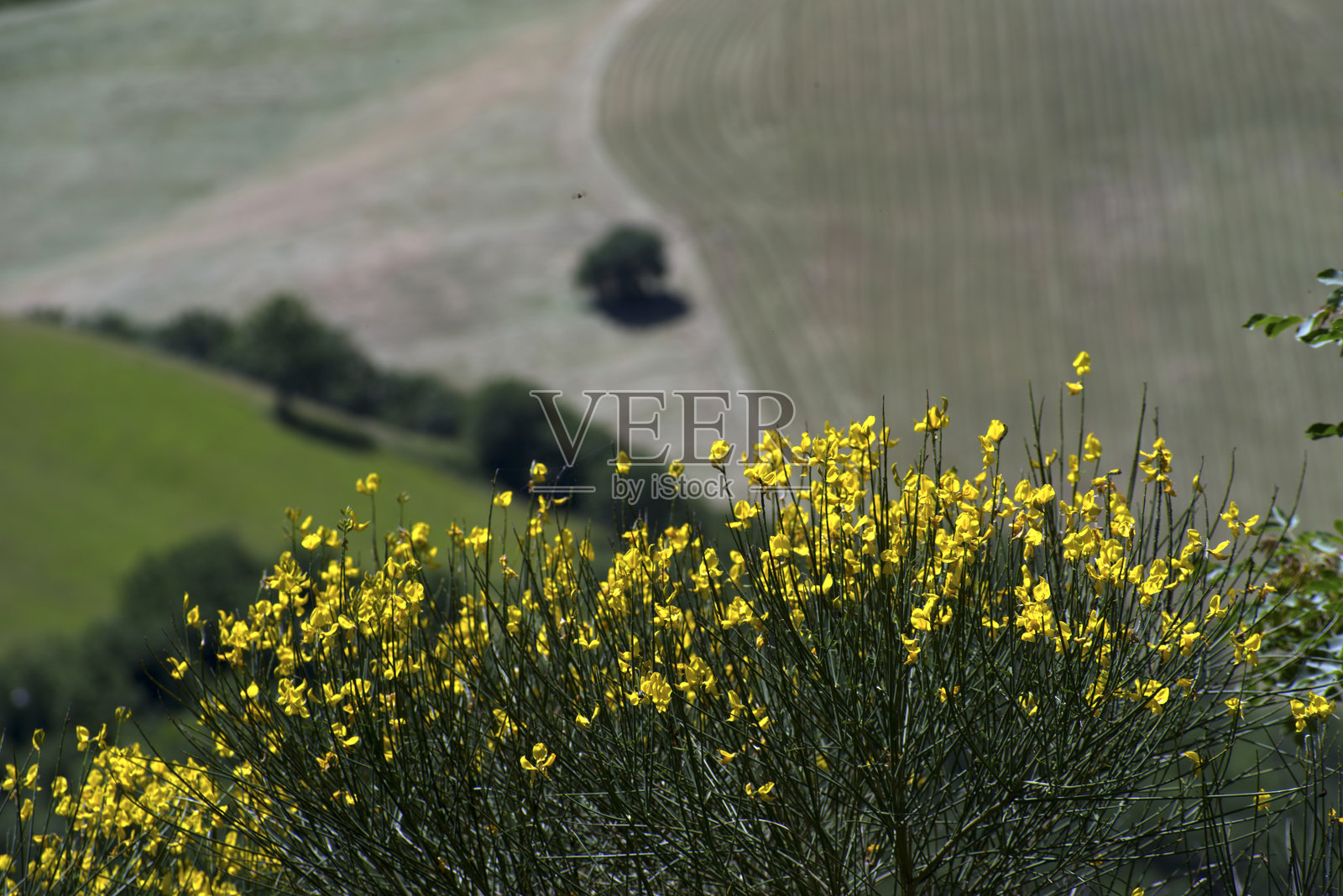 丘陵风景，田野与盛开的金雀花照片摄影图片