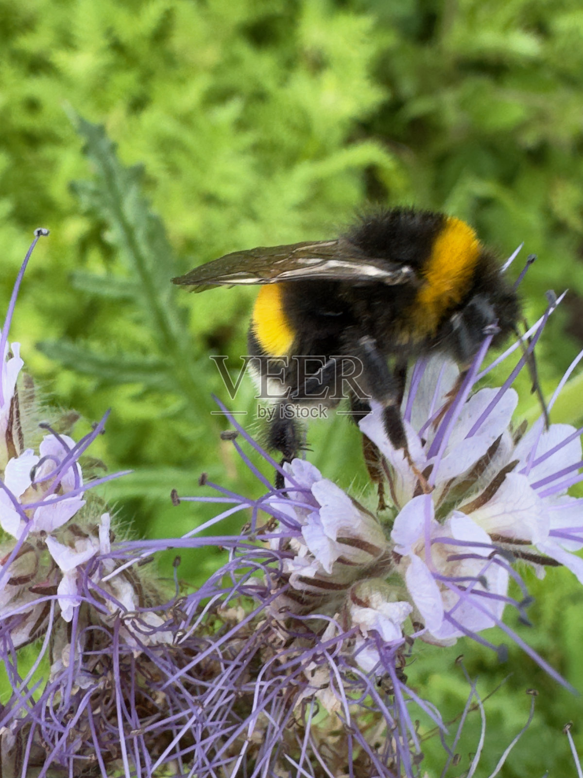 大黄蜂在盛开的紫花苜蓿上采集花蜜照片摄影图片