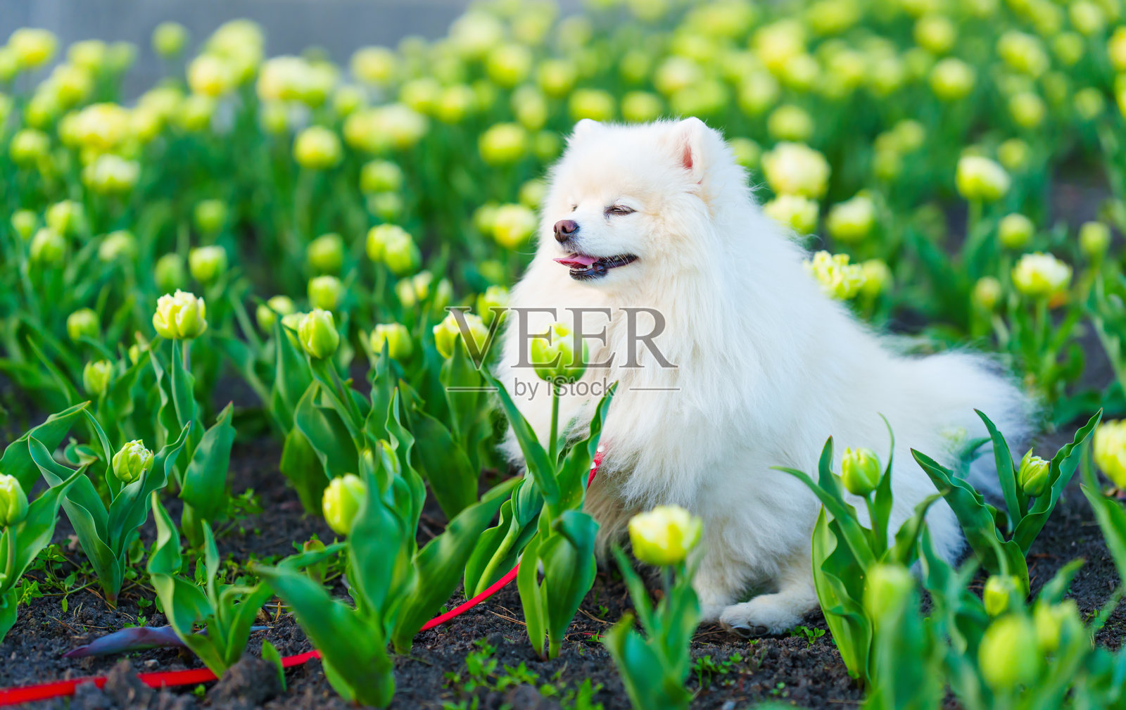 在盛开的花园中，坐着一只毛茸茸的白狗，脖子上系着红色的牵引绳，周围是盛开的黄色郁金香。照片摄影图片