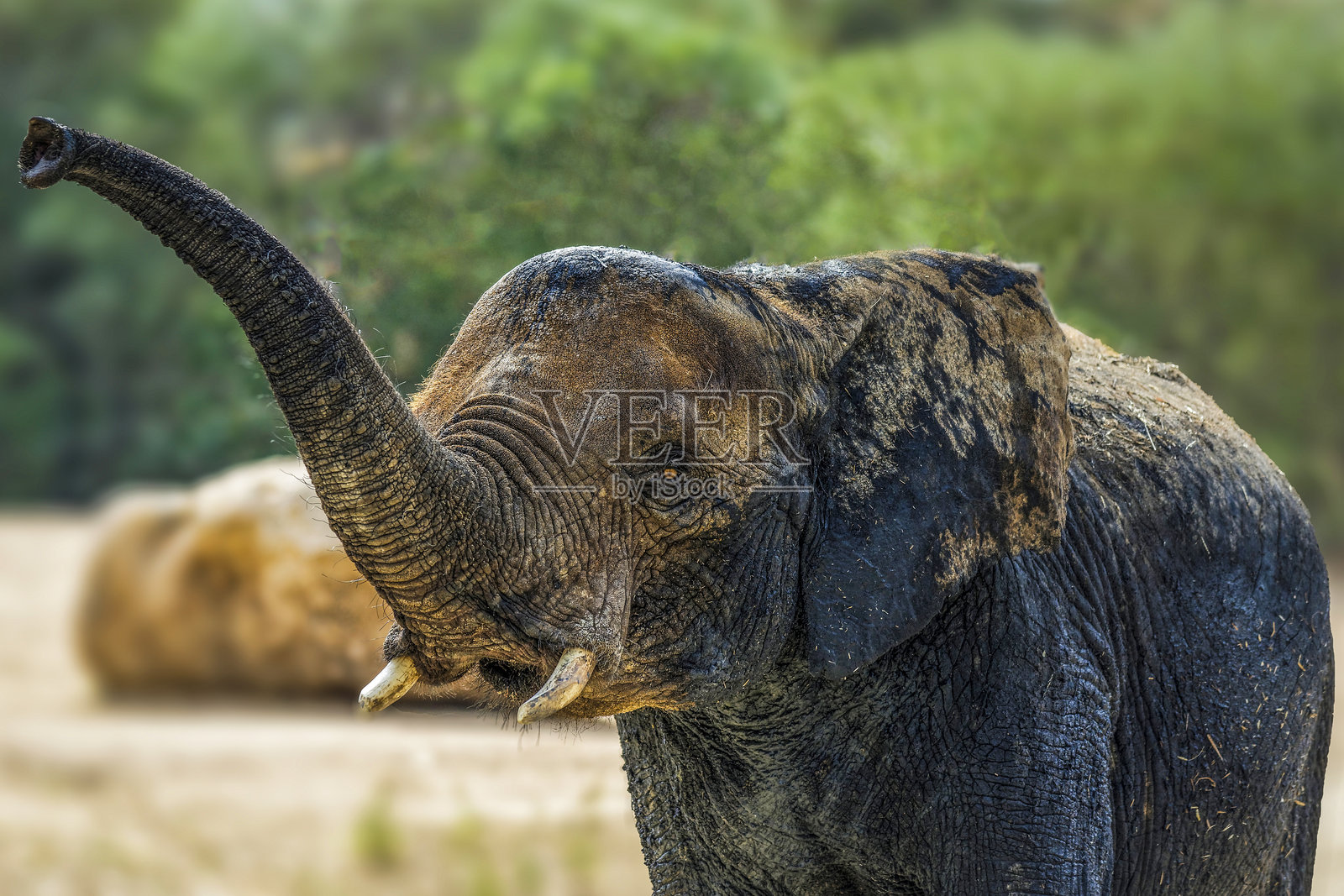 年轻的大象照片摄影图片
