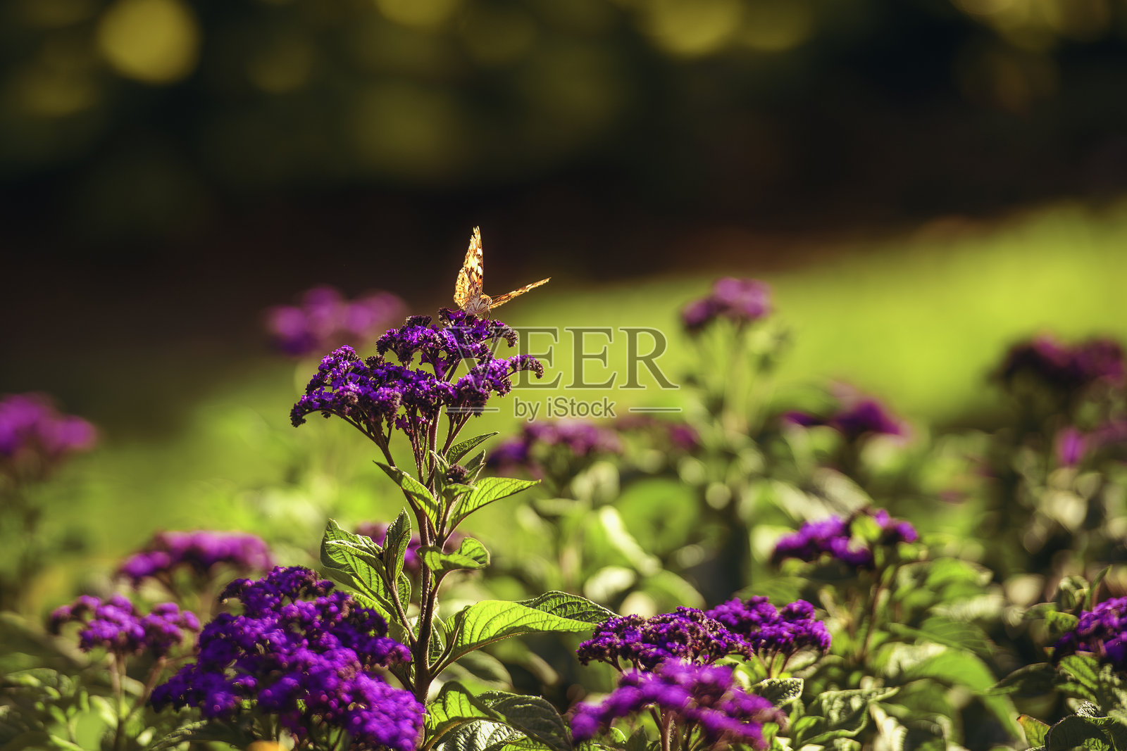 阳光下的紫罗兰花上的蝴蝶照片摄影图片