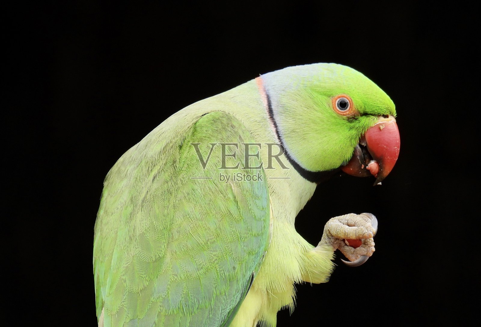 伦敦公园中玫瑰环鹦鹉特写喂食照片摄影图片