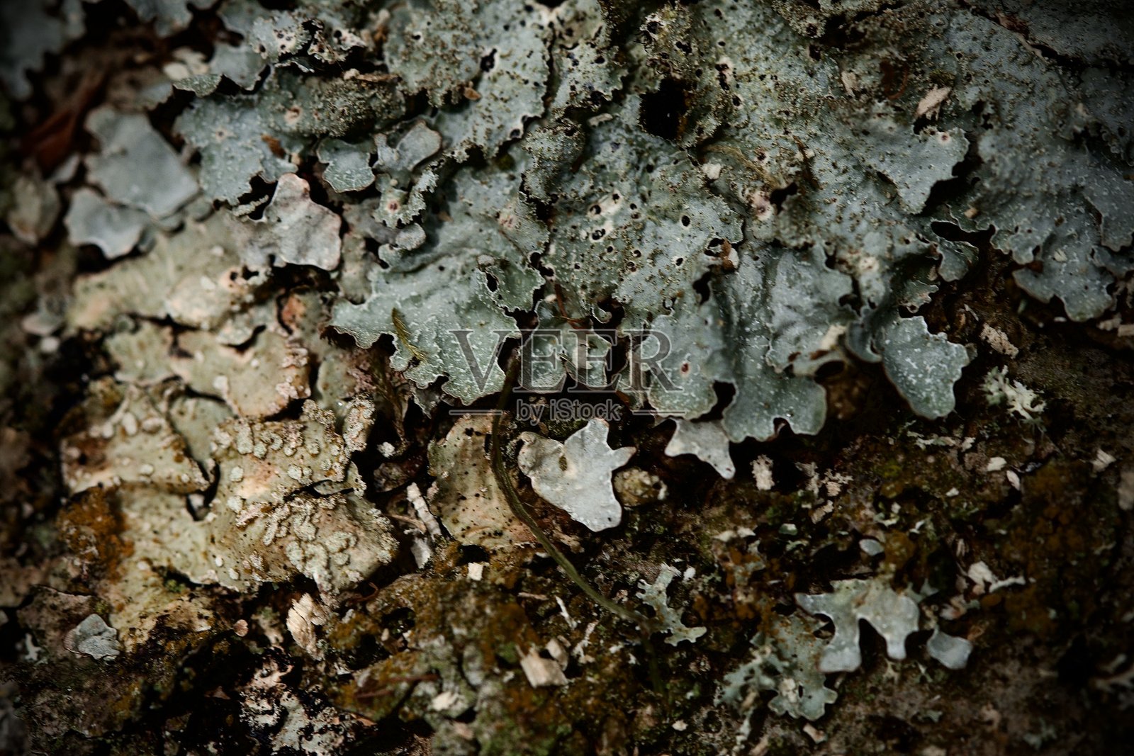 深沟树皮照片摄影图片