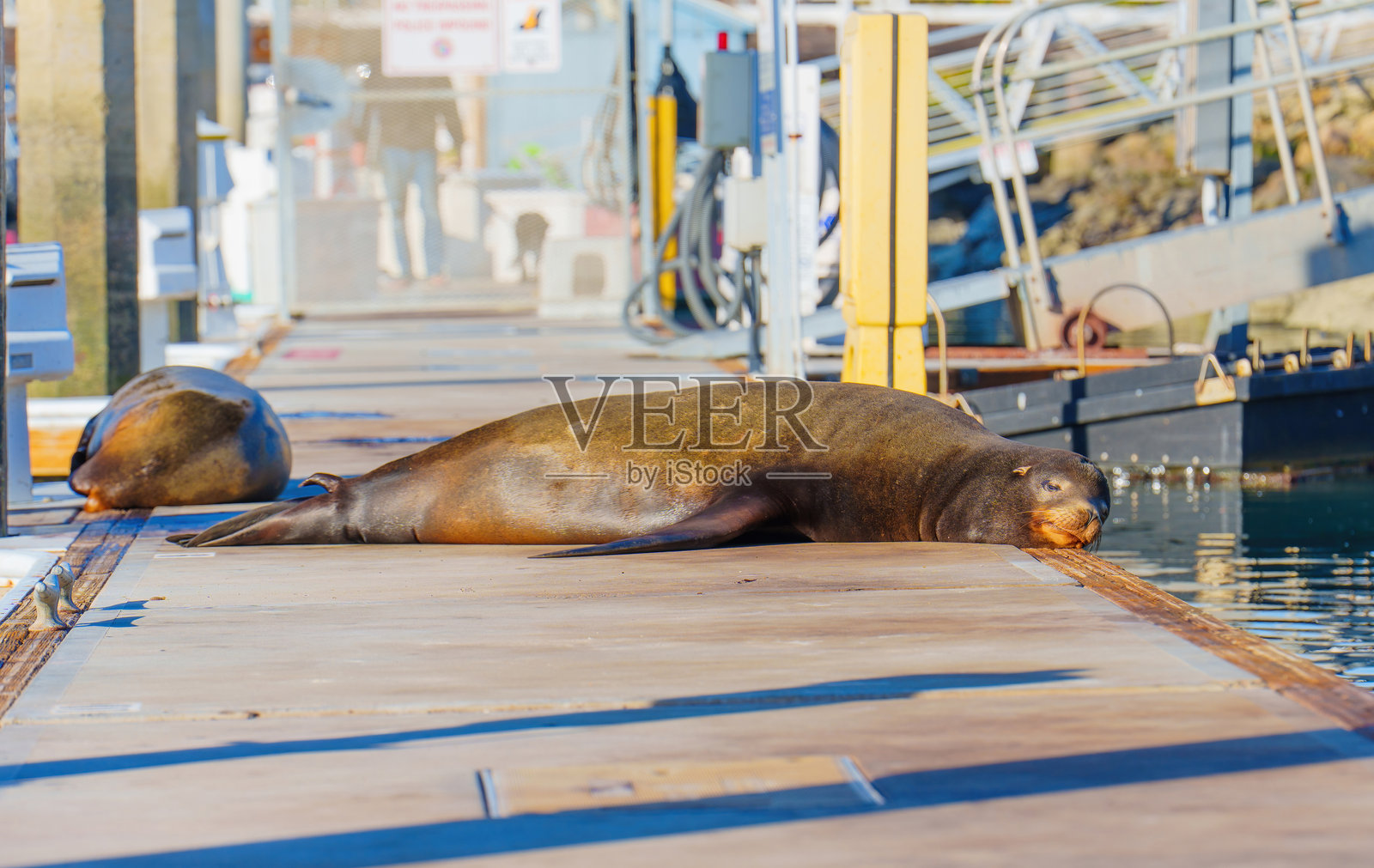 加利福尼亚州海滨的两个海狮懒洋洋地躺在码头上照片摄影图片