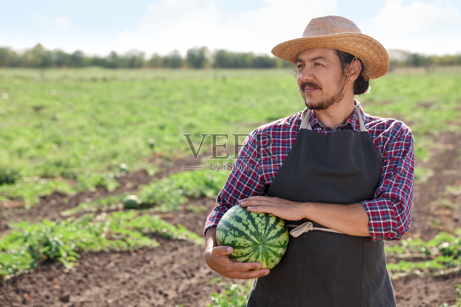 阳光明媚的田野里，手持成熟西瓜的男人，留有文字空间照片摄影图片