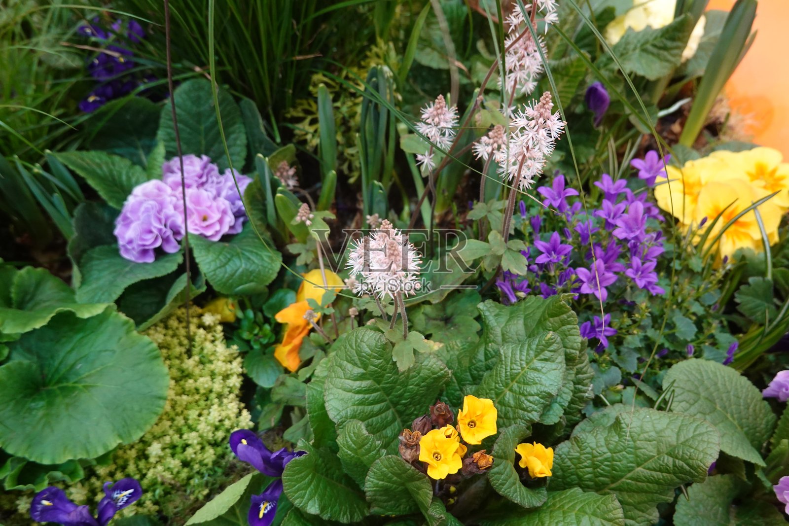 五彩缤纷的春花在花坛中盛开照片摄影图片