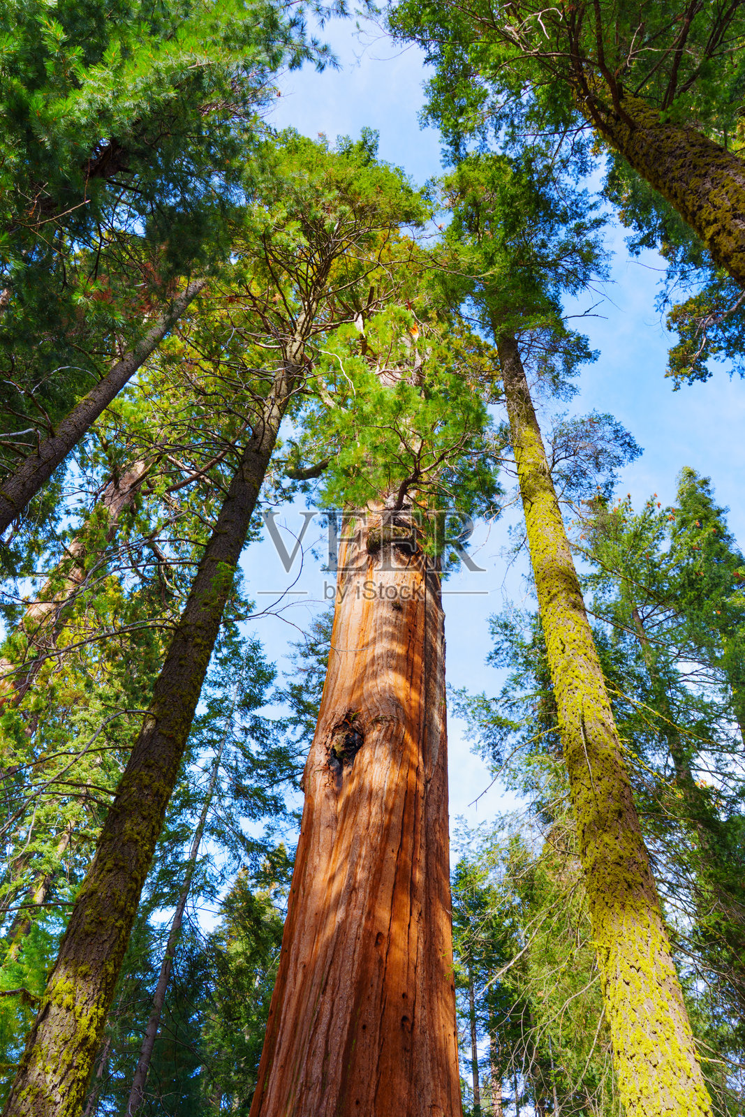 雄伟的巨型红杉树在红杉国家公园高耸入云照片摄影图片