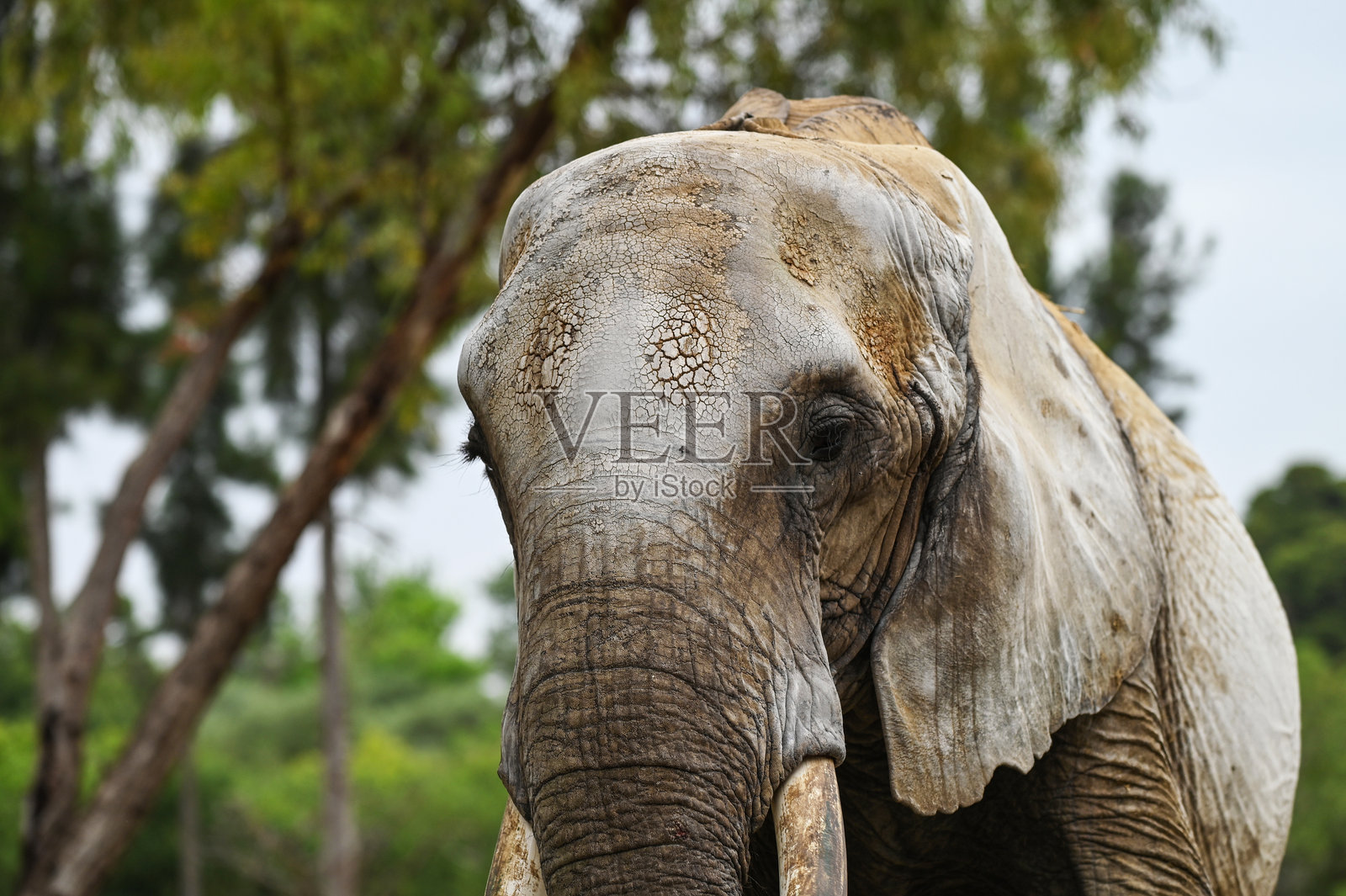 非洲象照片摄影图片