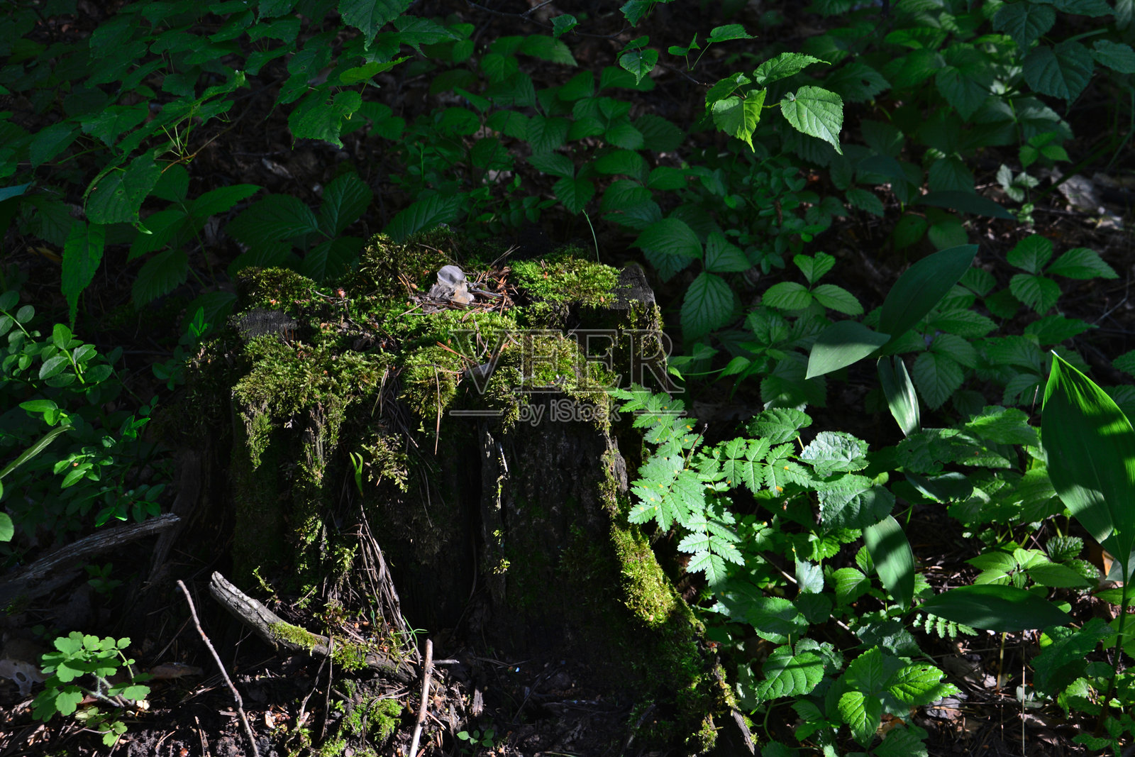 阳光照耀下的苔藓覆盖的树桩在森林中照片摄影图片