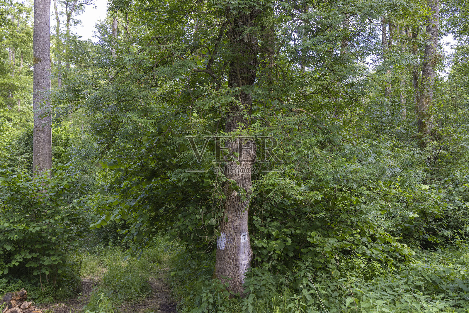 克罗地亚克尔尼贾尔基的狭叶灰和普通桤木森林照片摄影图片