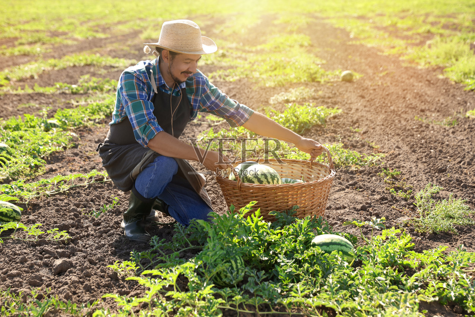 男子在阳光明媚的日子里在田野里挑选成熟的西瓜照片摄影图片