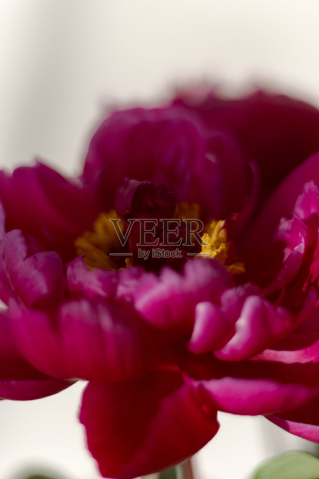 盛开的鲜艳红色牡丹花特写，展现自然之美照片摄影图片