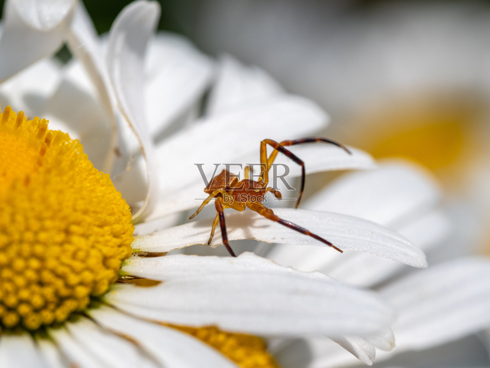 小棕色蜘蛛在雏菊的花瓣上照片摄影图片