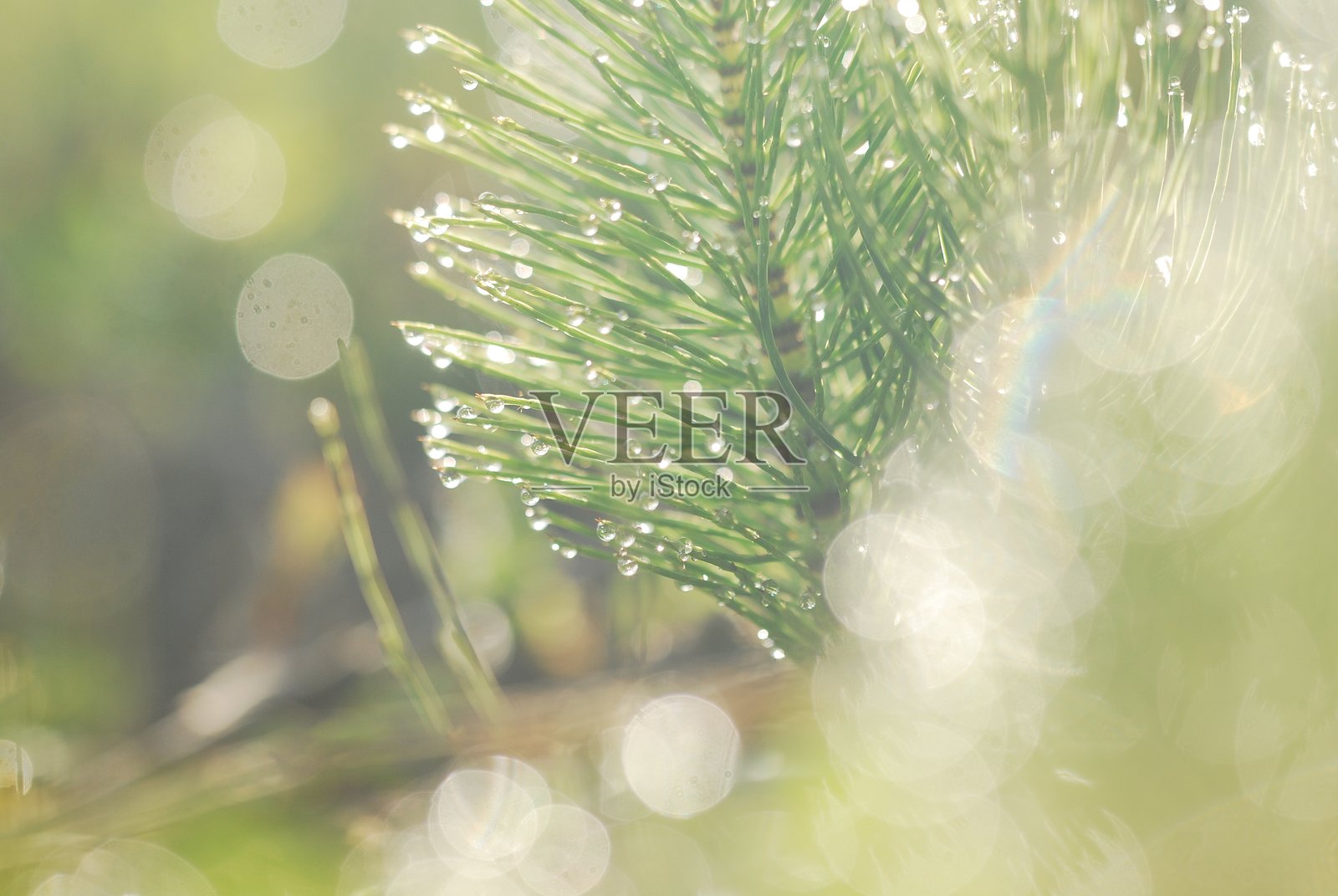 草上的露珠照片摄影图片