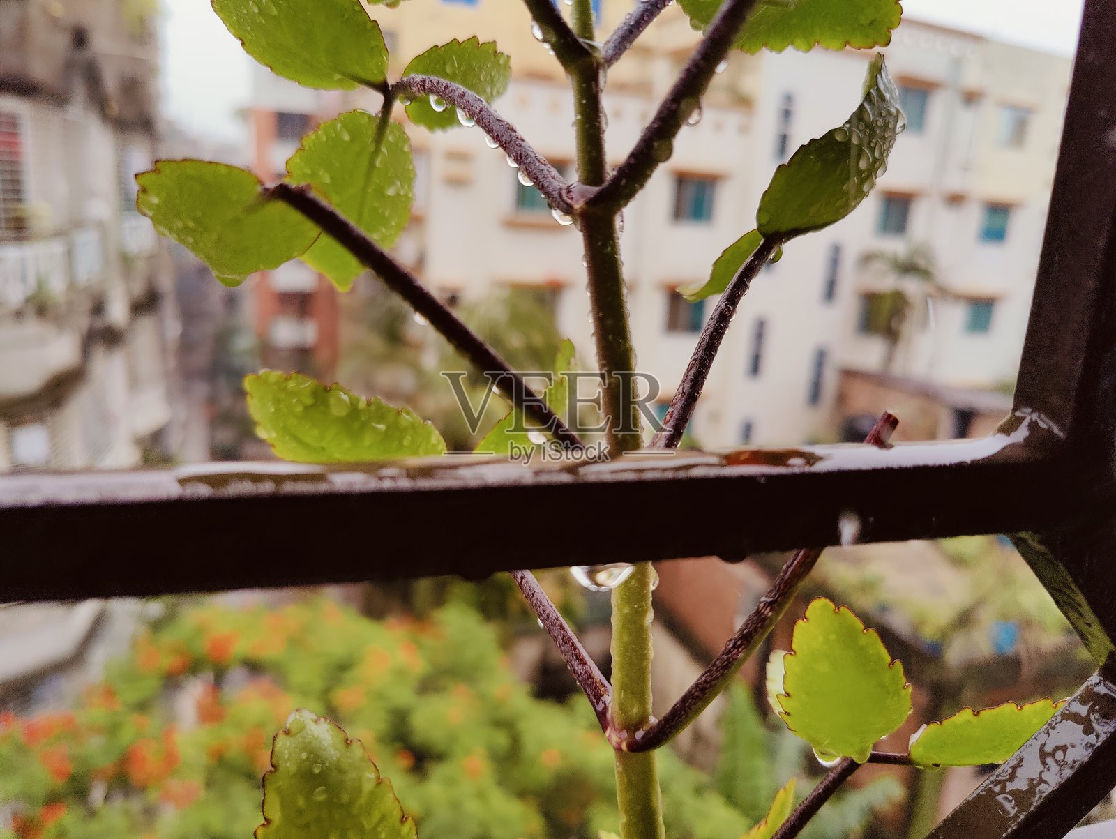 绿色植物在窗框上生长，俯瞰城市建筑照片摄影图片