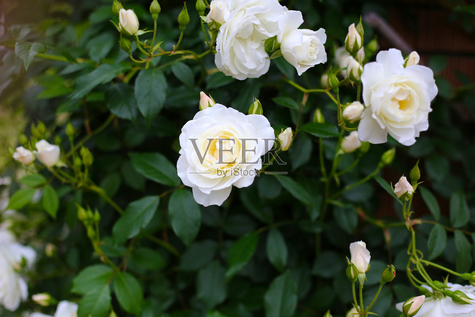 日本公园里美丽的玫瑰花丛照片摄影图片