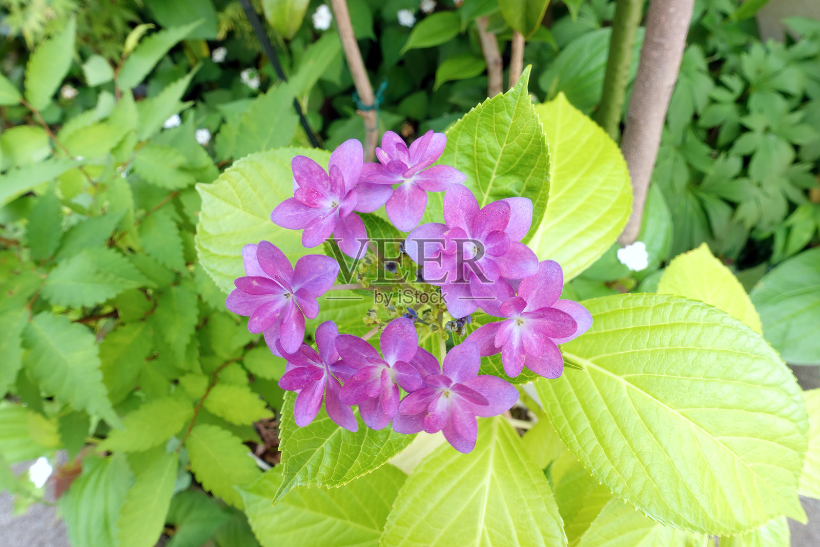 美丽盛开的绣球花照片摄影图片