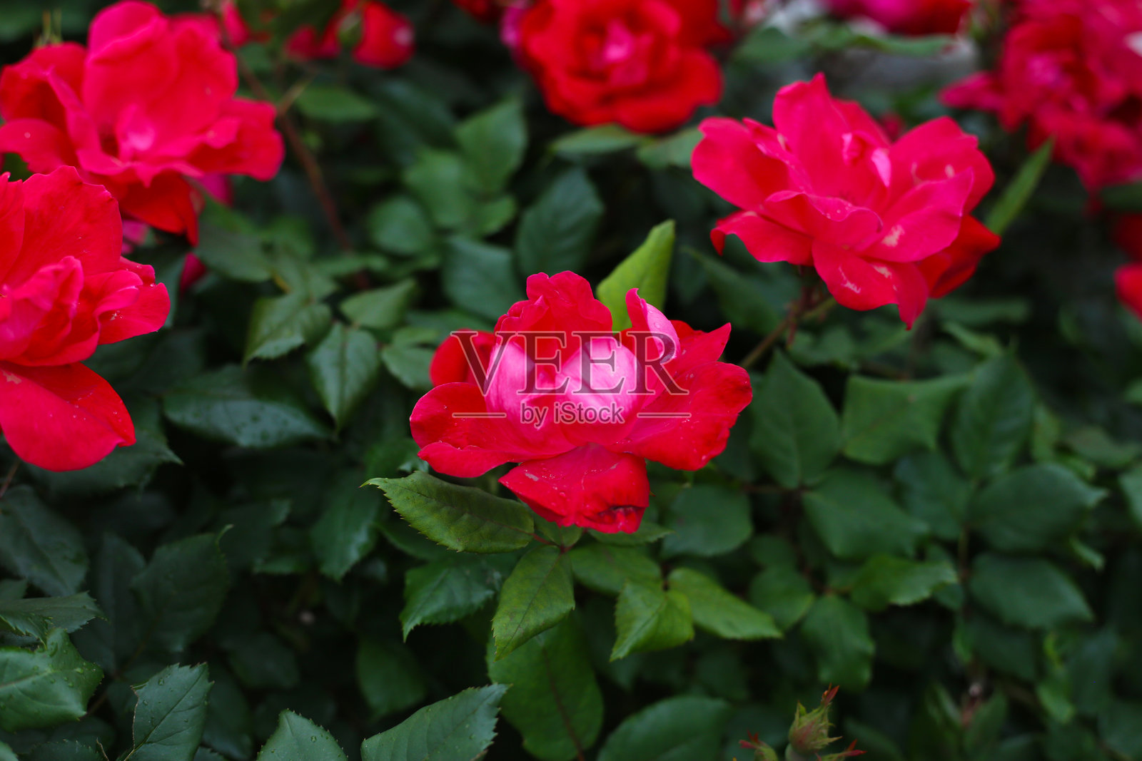 日本公园里美丽的玫瑰花丛照片摄影图片