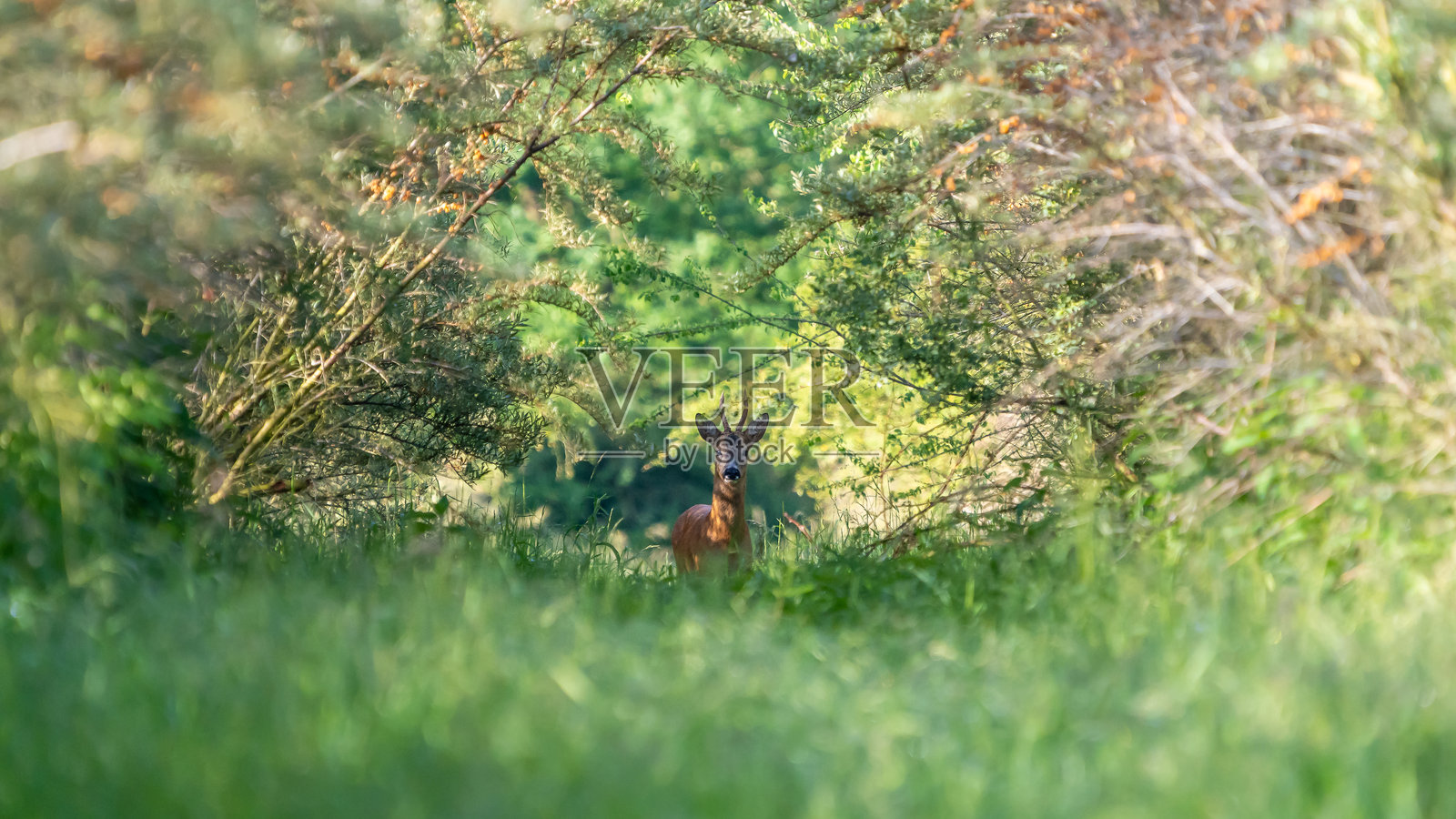 一只梅花鹿照片摄影图片