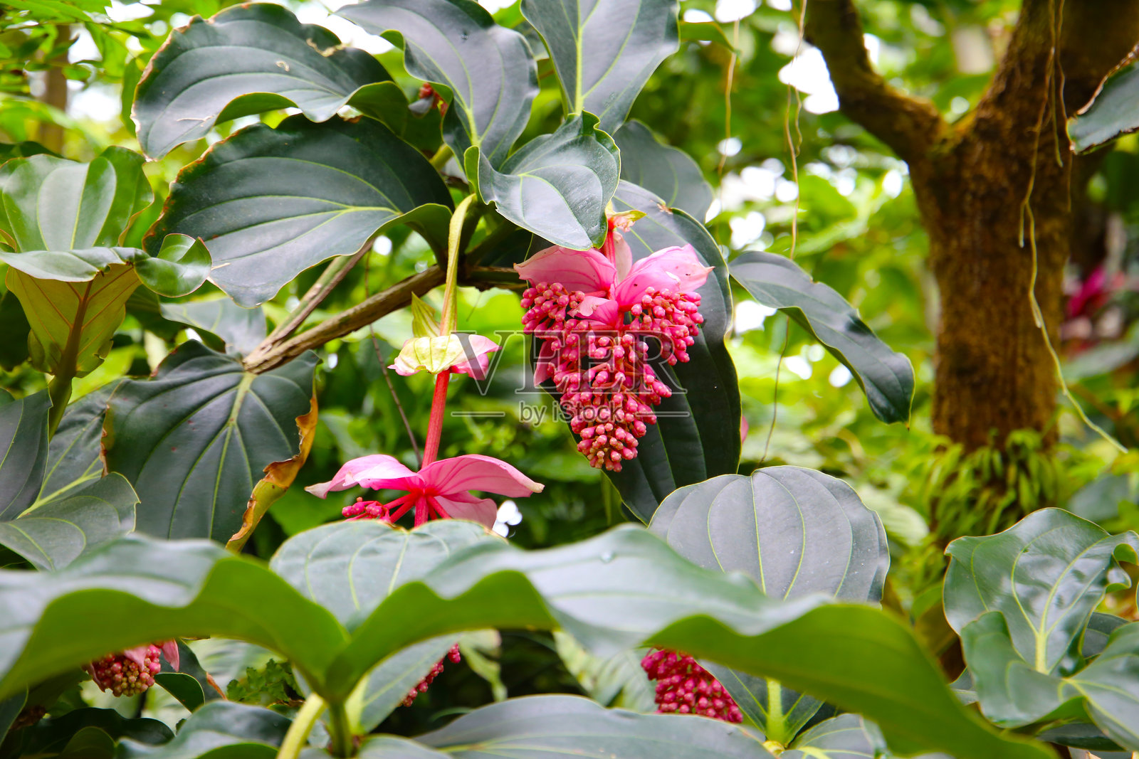 美丽梅花，华丽梅花或玫瑰葡萄照片摄影图片