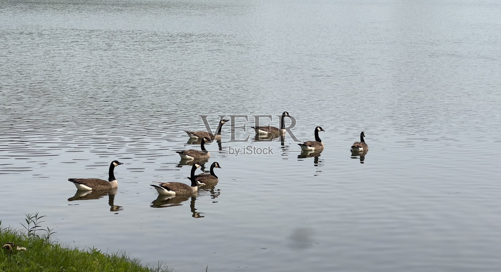 湖边的鹅照片摄影图片