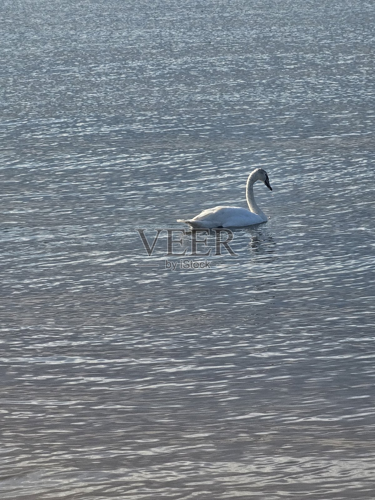 天鹅照片摄影图片