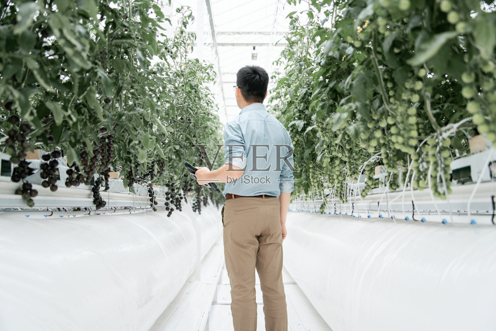 亚洲农民在温室中工作照片摄影图片