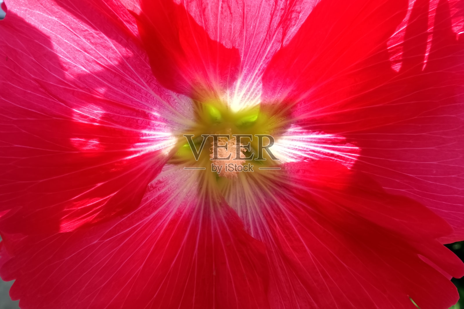 美丽盛开的蜀葵照片摄影图片