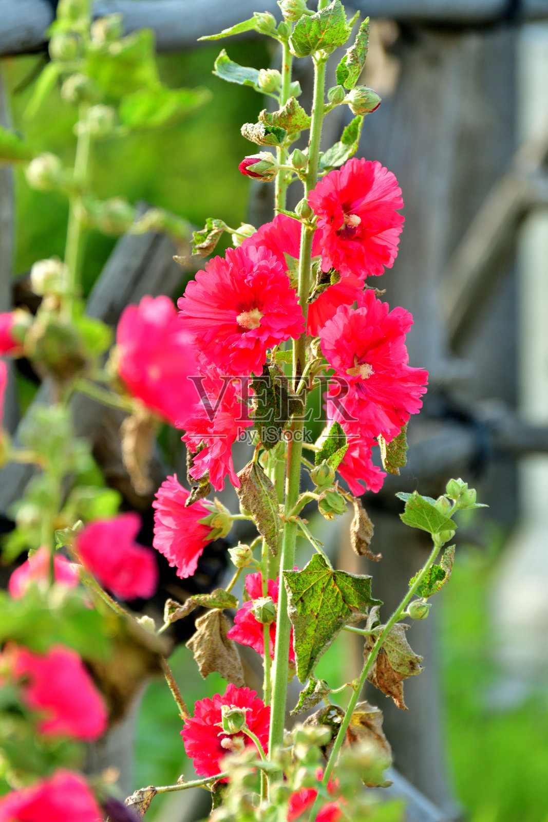 锦葵 / 蜀葵：高大直立的茎，开着大型多彩的碟形花朵照片摄影图片