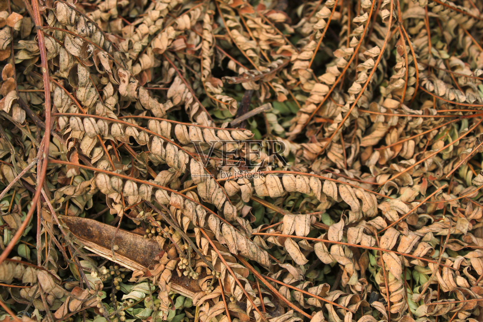 棕色干燥的蒋菊叶的纹理和背景照片摄影图片
