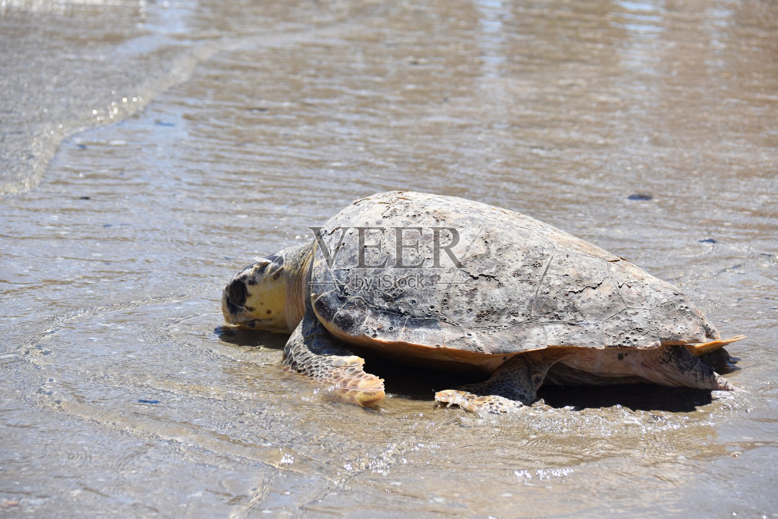 凯雷塔海龟照片摄影图片