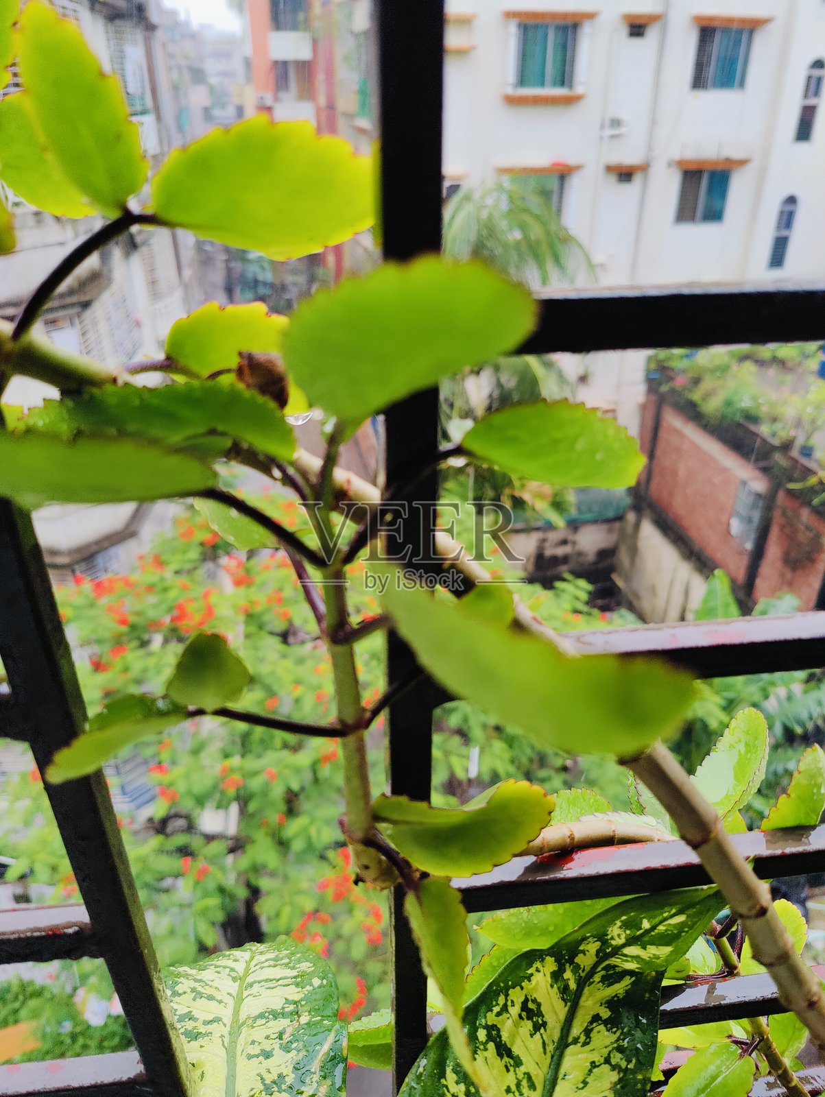 绿色植物在窗框上生长，俯瞰城市建筑照片摄影图片