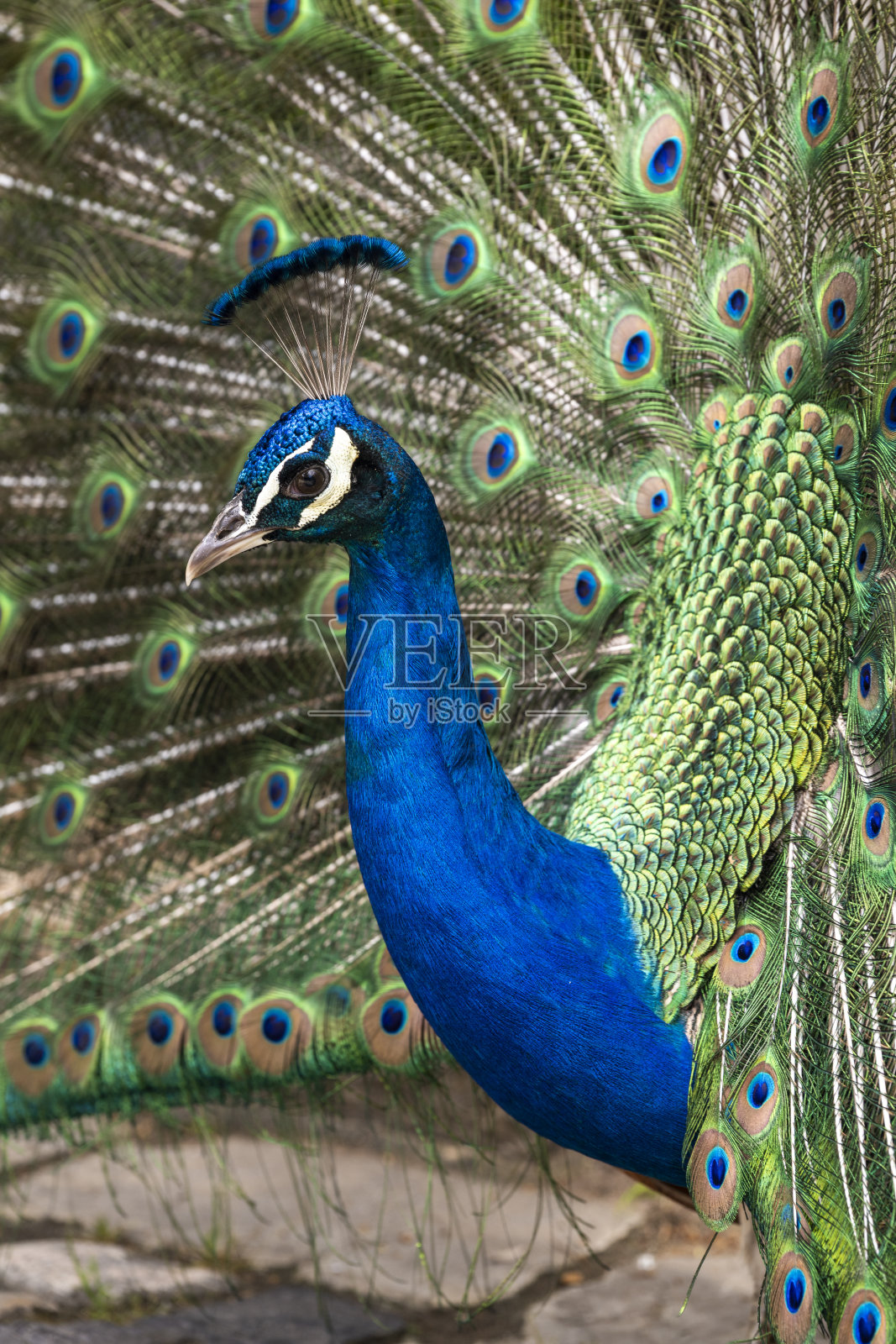 在圣乔治城堡展示五彩斑斓尾羽的孔雀照片摄影图片