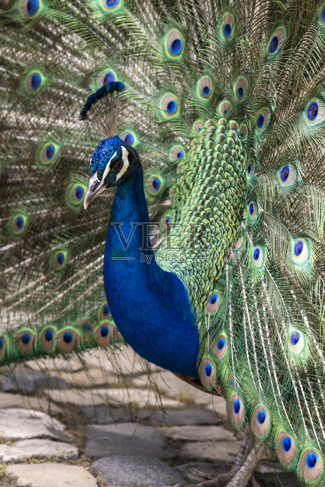 在圣乔治城堡展示五彩斑斓尾羽的孔雀照片摄影图片