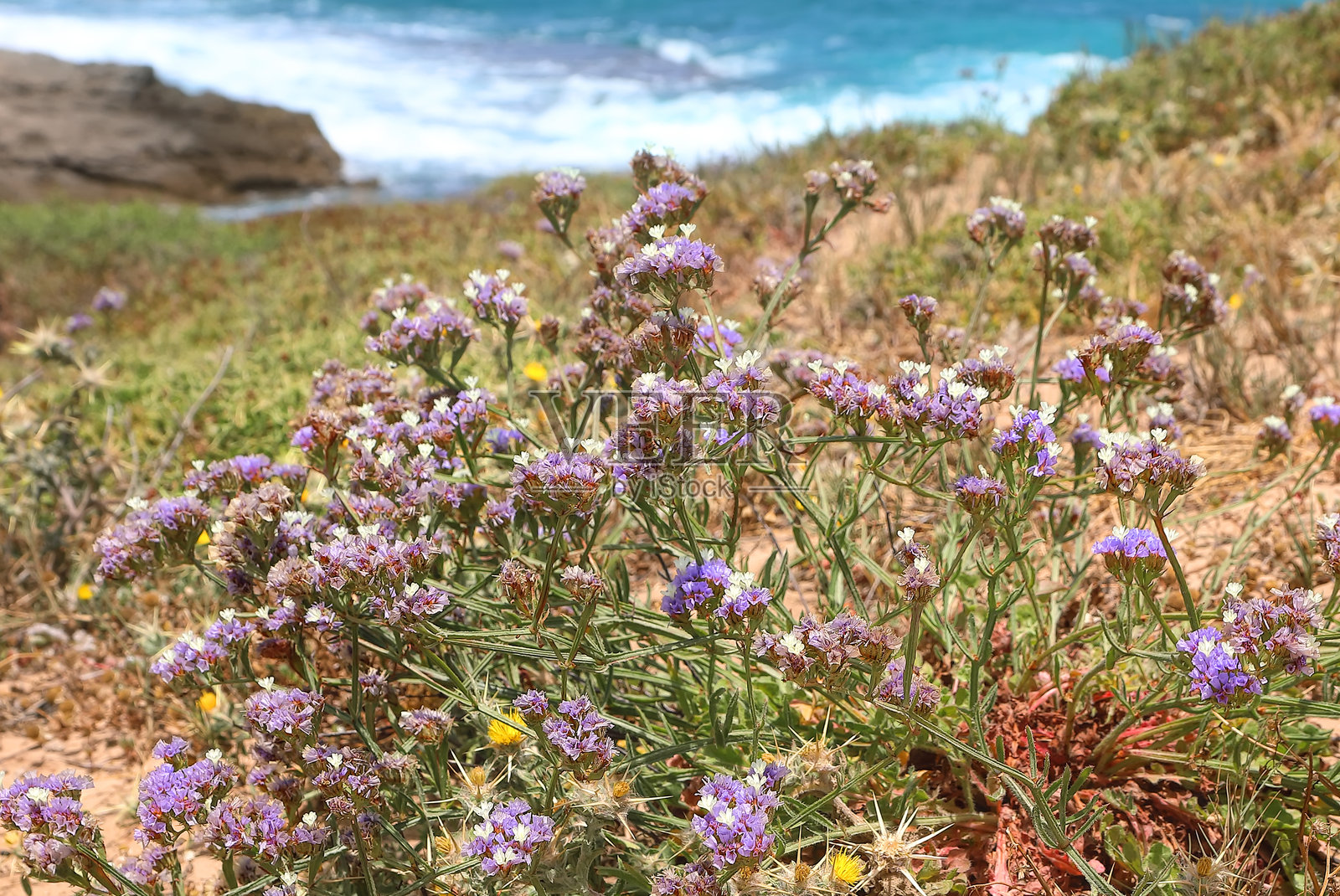 波浪叶海熏衣草盛开的花朵照片摄影图片